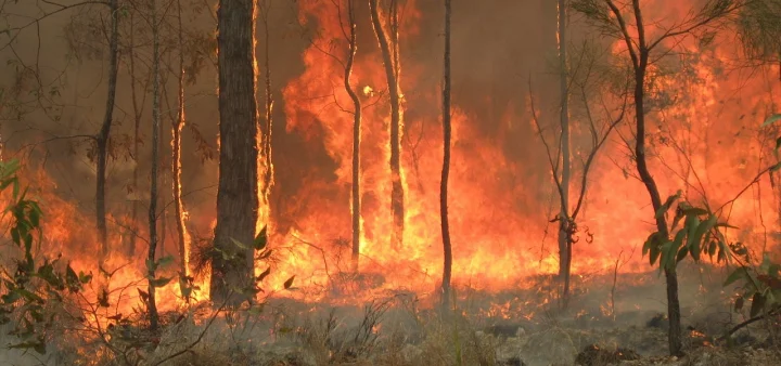 Bushfire image from Wikimedia Commons